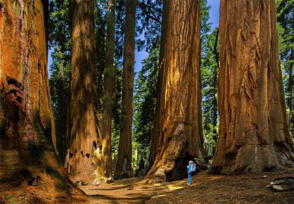 Sự kỳ vĩ của cây cổ thụ lớn nhất thế giới, 2.700 năm vẫn là tuổi trung niên 7