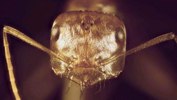 Bí mật của loài kiến sống ung dung tự tại ở sa mạc Sahara 3