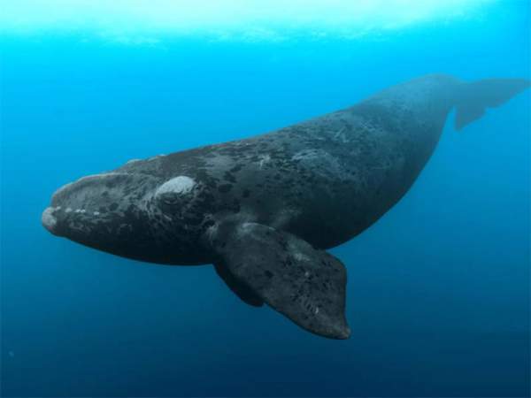 Cá voi đầu bò Bắc Đại Tây Dương đối mặt với nguy cơ tuyệt chủng