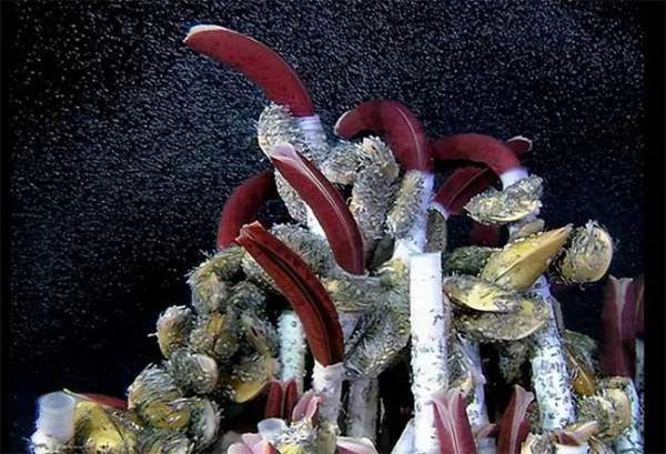 Bí ẩn về hình dạng cơ thể lạ kỳ của vi khuẩn biển sâu 5