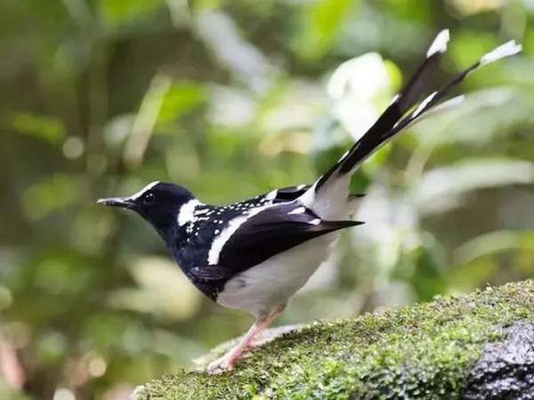 Chiêm ngưỡng 10 loài chim quý hiếm, độc lạ bậc nhất Việt Nam 4