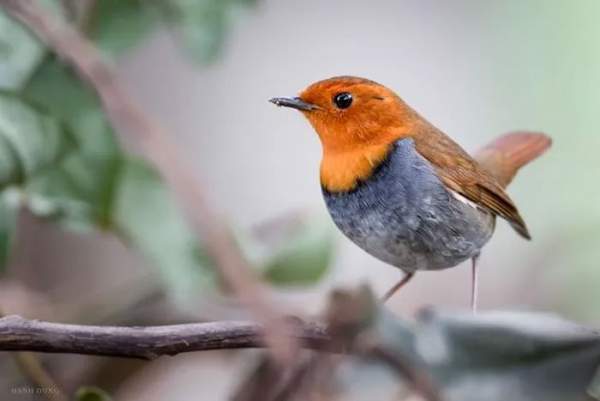 Chiêm ngưỡng 10 loài chim quý hiếm, độc lạ bậc nhất Việt Nam 8