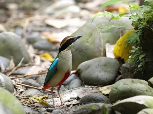 Chiêm ngưỡng 10 loài chim quý hiếm, độc lạ bậc nhất Việt Nam 10