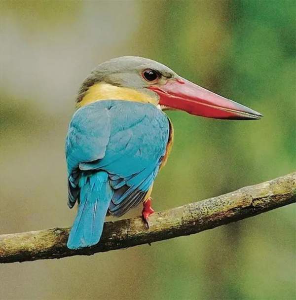 Chiêm ngưỡng 10 loài chim quý hiếm, độc lạ bậc nhất Việt Nam 9