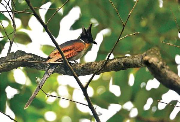 Chiêm ngưỡng 10 loài chim quý hiếm, độc lạ bậc nhất Việt Nam 2