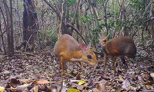 Độc lạ loài thú quý hiếm giữ kỷ lục thế giới ở Việt Nam: Vẻ ngoài giống hươu, kích cỡ chỉ bằng con thỏ! 6