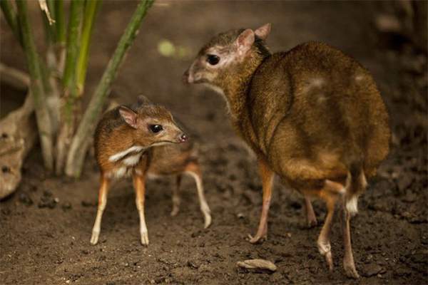 Độc lạ loài thú quý hiếm giữ kỷ lục thế giới ở Việt Nam: Vẻ ngoài giống hươu, kích cỡ chỉ bằng con thỏ! 3