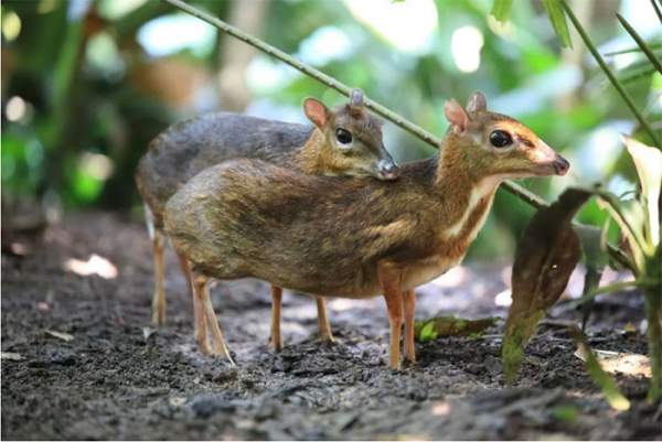 Độc lạ loài thú quý hiếm giữ kỷ lục thế giới ở Việt Nam: Vẻ ngoài giống hươu, kích cỡ chỉ bằng con thỏ! 5