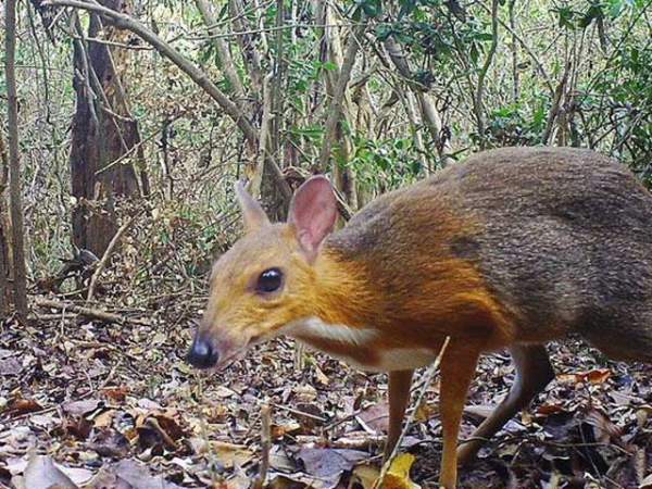 Độc lạ loài thú quý hiếm giữ kỷ lục thế giới ở Việt Nam: Vẻ ngoài giống hươu, kích cỡ chỉ bằng con thỏ! 8