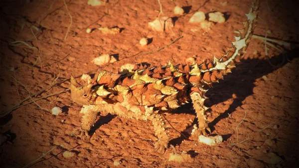 Thằn lằn quỷ gai hút nước từ cát sa mạc 2