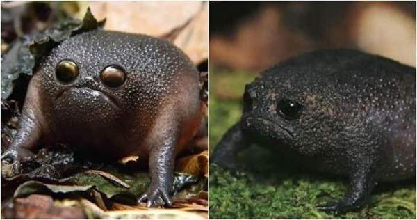 Ếch Black Rain - Loài ếch có thân hình và vẻ mặt ghê sợ 3