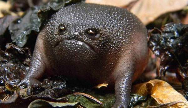 Ếch Black Rain - Loài ếch có thân hình và vẻ mặt ghê sợ