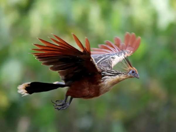 Loài gà duy nhất trên thế giới có móng vuốt ở cánh và bay như chim 9