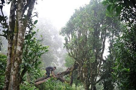 Độc lạ loài cây nghìn năm tuổi ở Việt Nam: Chỉ còn 60 gốc, giá thành phẩm 680 triệu đồng/kg! 6
