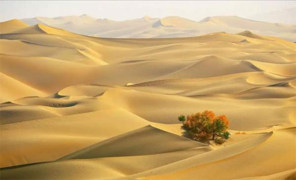 Cách Trung Quốc phủ xanh sa mạc "biển tử thần" rộng 330.000km2