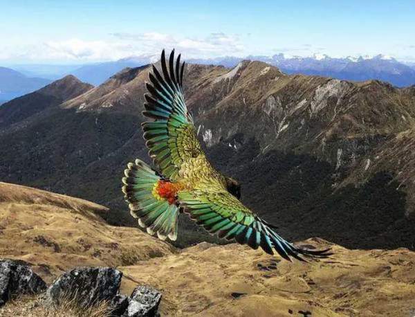 Loài vẹt thông minh nhất thế giới, thích sống ở độ cao 2000m 3
