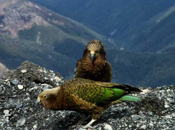 Loài vẹt thông minh nhất thế giới, thích sống ở độ cao 2000m 6