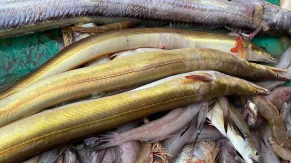 Loài cá chứa "báu vật" ở bụng, giá đến 9 triệu đồng/kg 2