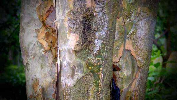 Lignum Vitae - Một trong những loài gỗ quý hiếm, đắt đỏ nhất thế giới được người châu Âu ưa chuộng