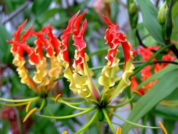 Top 8 loài hoa đắt đỏ nhất hành tinh, có tiền cũng chưa chắc mua được 7