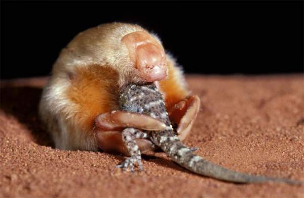 Sau 87 năm, loài chuột chũi vàng De Winton tưởng chừng đã tuyệt chủng xuất hiện trở lại ở Nam Phi 5