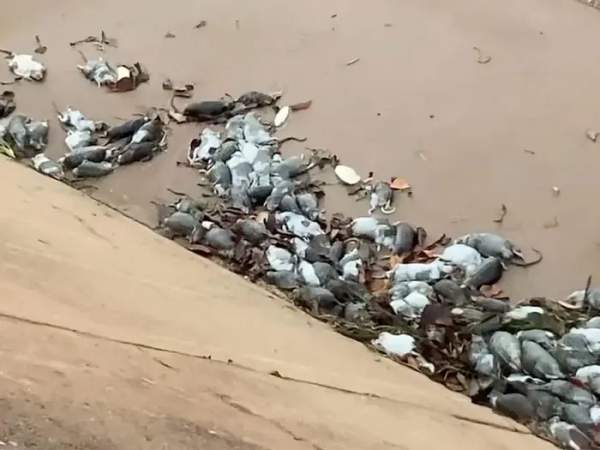 Hàng nghìn con chuột lông dài xâm chiếm thị trấn ven biển Australia 3