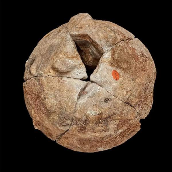 Viên đá mã não được giữ như báu vật 140 năm, nhân viên bảo tàng ngã ngửa khi biết là trứng "quái thú" 2
