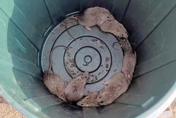 Hàng nghìn con chuột lông dài xâm chiếm thị trấn ven biển Australia 1