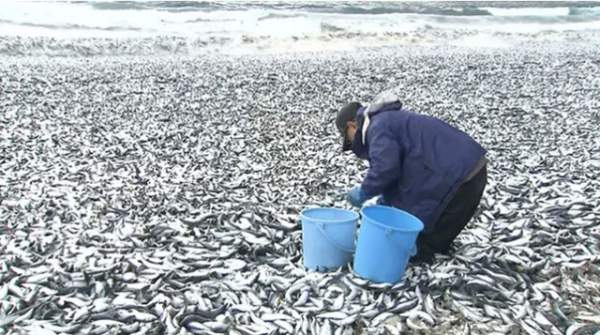 Hàng nghìn tấn cá chết dạt vào bờ biển Nhật Bản 2