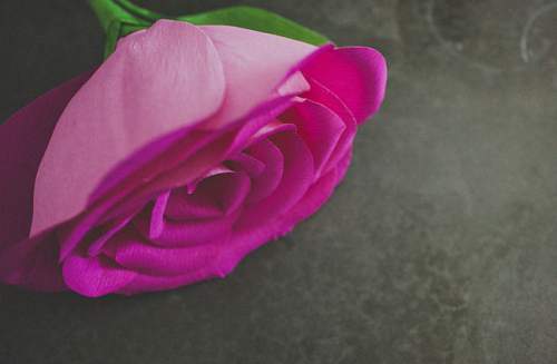 Hoa hồng giấy khổng lồ - món quà bất ngờ ngày Valentine trắng 14