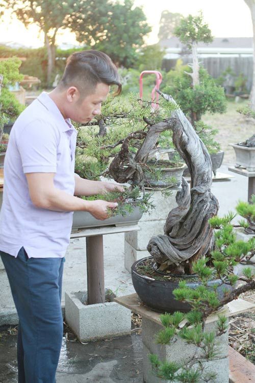 Vườn bonsai tiền tỷ ở Mỹ của Bằng Kiều 2