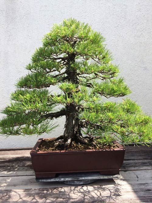 Vườn bonsai tiền tỷ ở Mỹ của Bằng Kiều 10