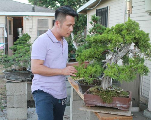 Vườn bonsai tiền tỷ ở Mỹ của Bằng Kiều 4