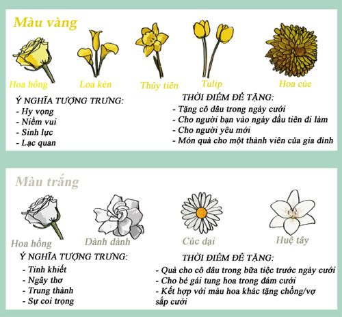 Infographic: Biểu tượng và ý nghĩa các loại hoa 3
