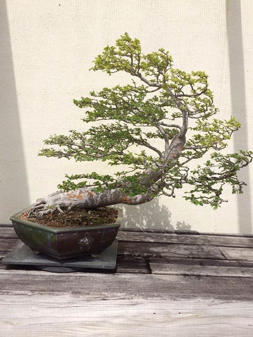 Vườn bonsai tiền tỷ ở Mỹ của Bằng Kiều 9