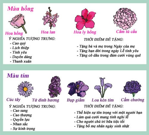 Infographic: Biểu tượng và ý nghĩa các loại hoa 2