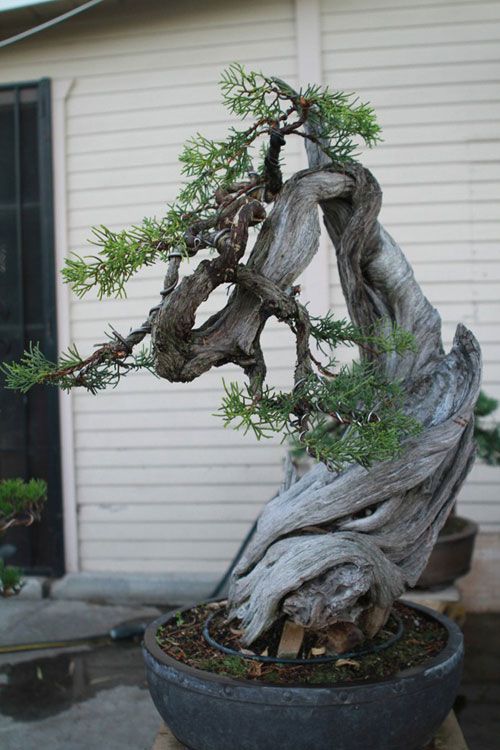 Vườn bonsai tiền tỷ ở Mỹ của Bằng Kiều 8