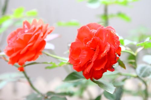 Cô giáo Tiếng Anh đam mê trồng hoa hồng rực rỡ 5