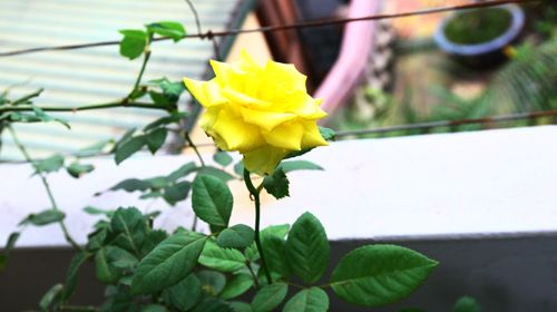Cô giáo Tiếng Anh đam mê trồng hoa hồng rực rỡ 13