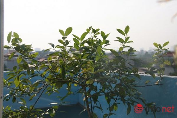 Vườn rau đánh luống trên sân thượng đầy "hấp dẫn" của người Hà Nội 14