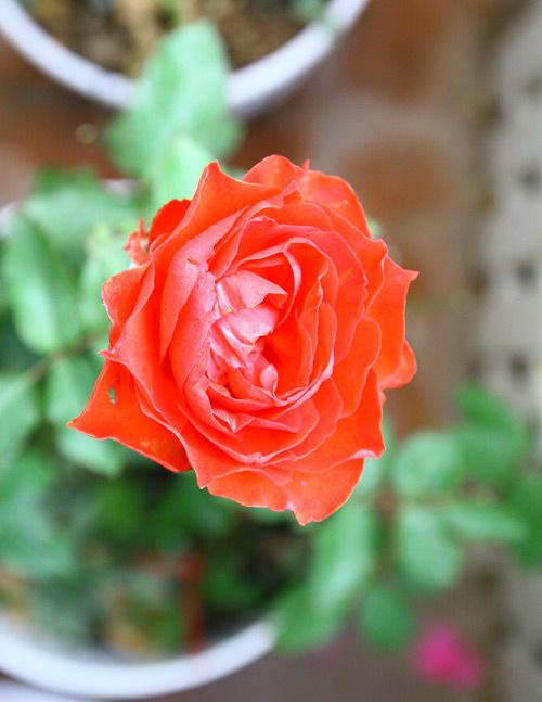 Cô giáo Tiếng Anh đam mê trồng hoa hồng rực rỡ 6