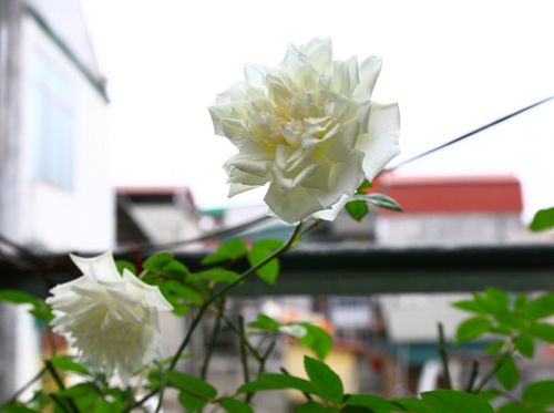 Cô giáo Tiếng Anh đam mê trồng hoa hồng rực rỡ 12