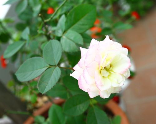 Cô giáo Tiếng Anh đam mê trồng hoa hồng rực rỡ 8
