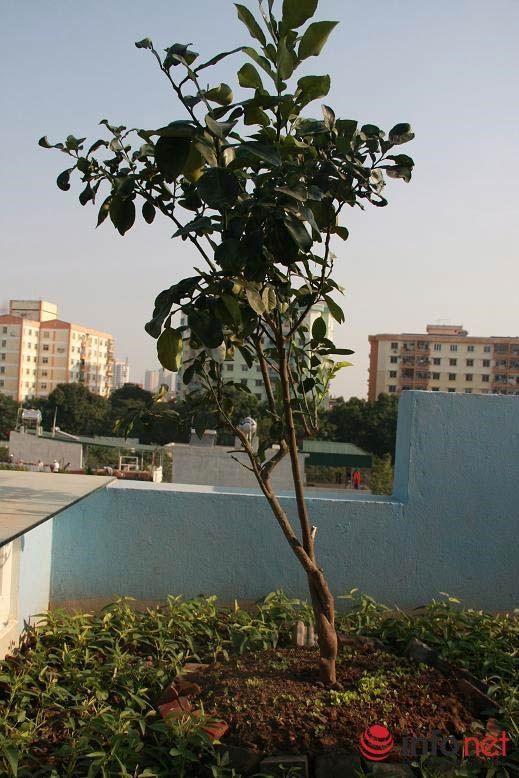 Vườn rau đánh luống trên sân thượng đầy "hấp dẫn" của người Hà Nội 10