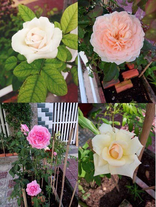 2014 - chị em mê đắm những vườn hoa rực sắc 17