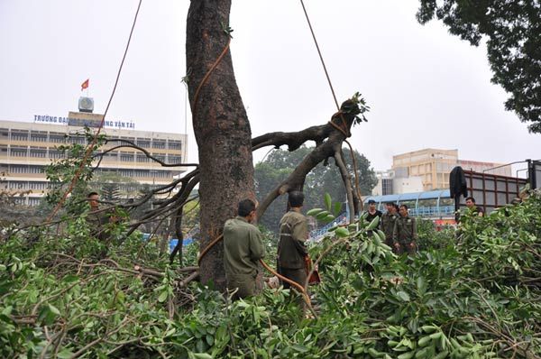 HN: Chặt hạ hàng loạt cây xanh trước cổng ĐH Giao thông Vận tải 6