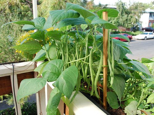 Tập tành trồng rau sạch trong nhà với 9 loại cây dễ trồng 2