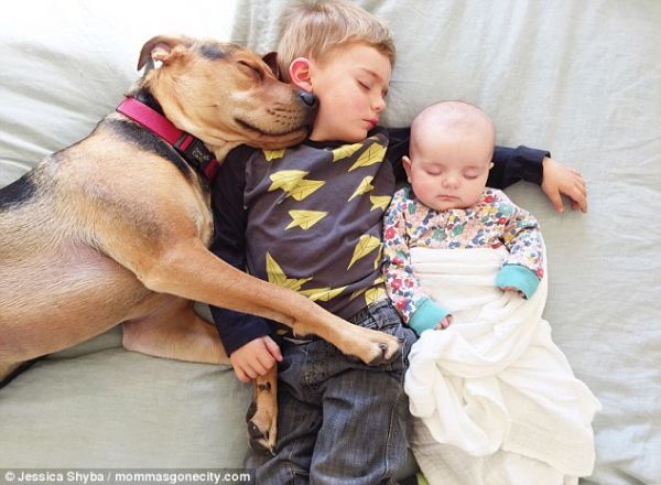 Những tư thế ngủ đáng yêu của hai anh em và chú chó 6