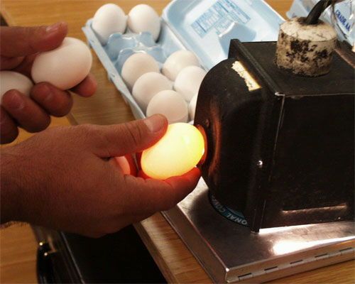 Cách chọn trứng gà tươi và mới mà bạn cần phải biết 2