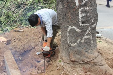 Chặt hạ những cây cổ thụ cuối cùng trên đường Nguyễn Trãi 7